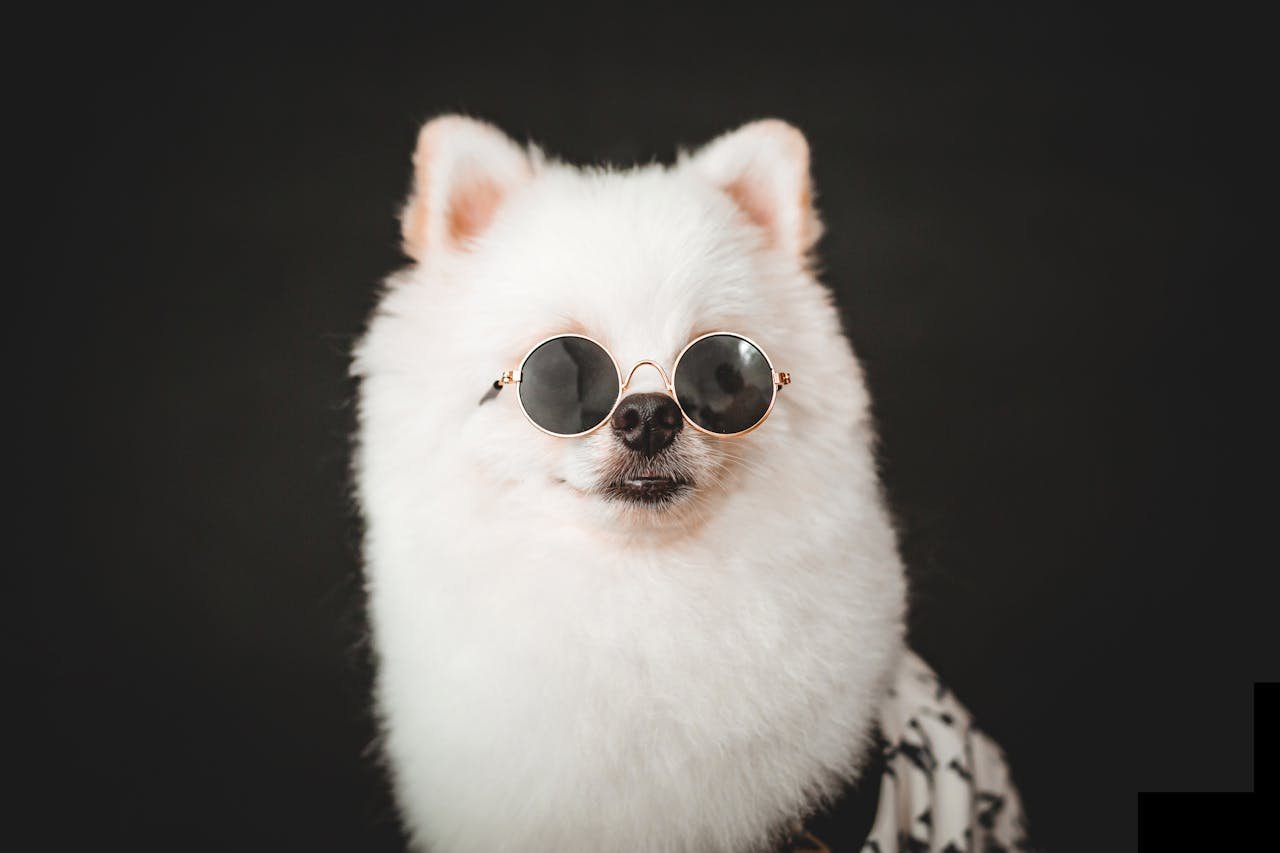 Adorable Pomeranian dog with sunglasses in a studio shoot, showcasing trendy and cute pet fashion.