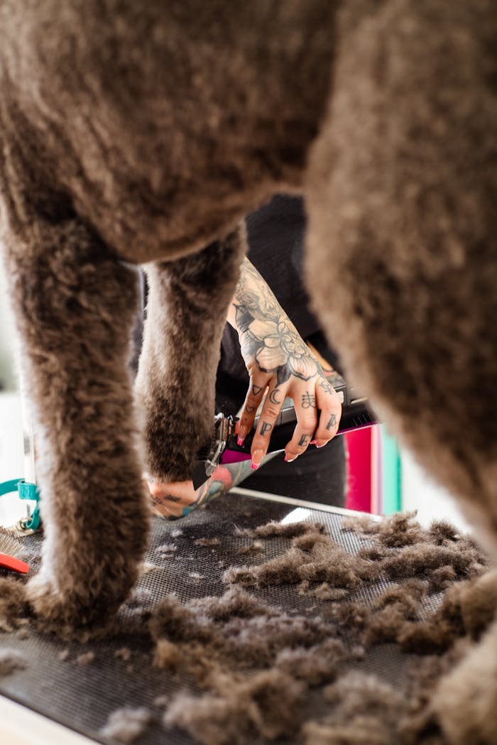 A tattooed groomer trims a dog's fur with precision.