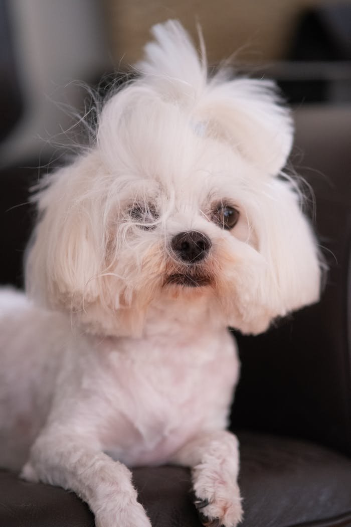 Close-up portrait of a Maltese dog with a fluffy white coat, exuding a playful and gentle demeanor.