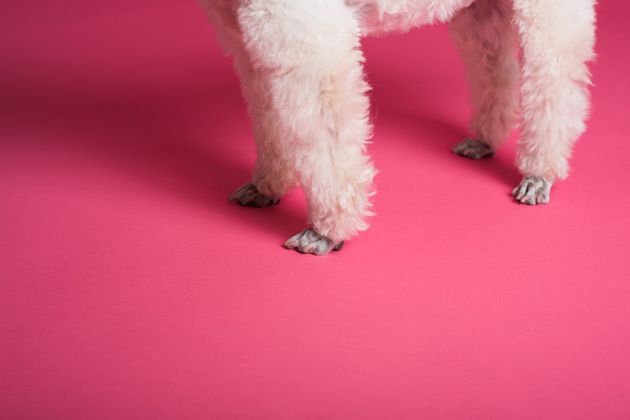 A cropped view of a poodle's fluffy legs set against a vibrant pink studio backdrop.