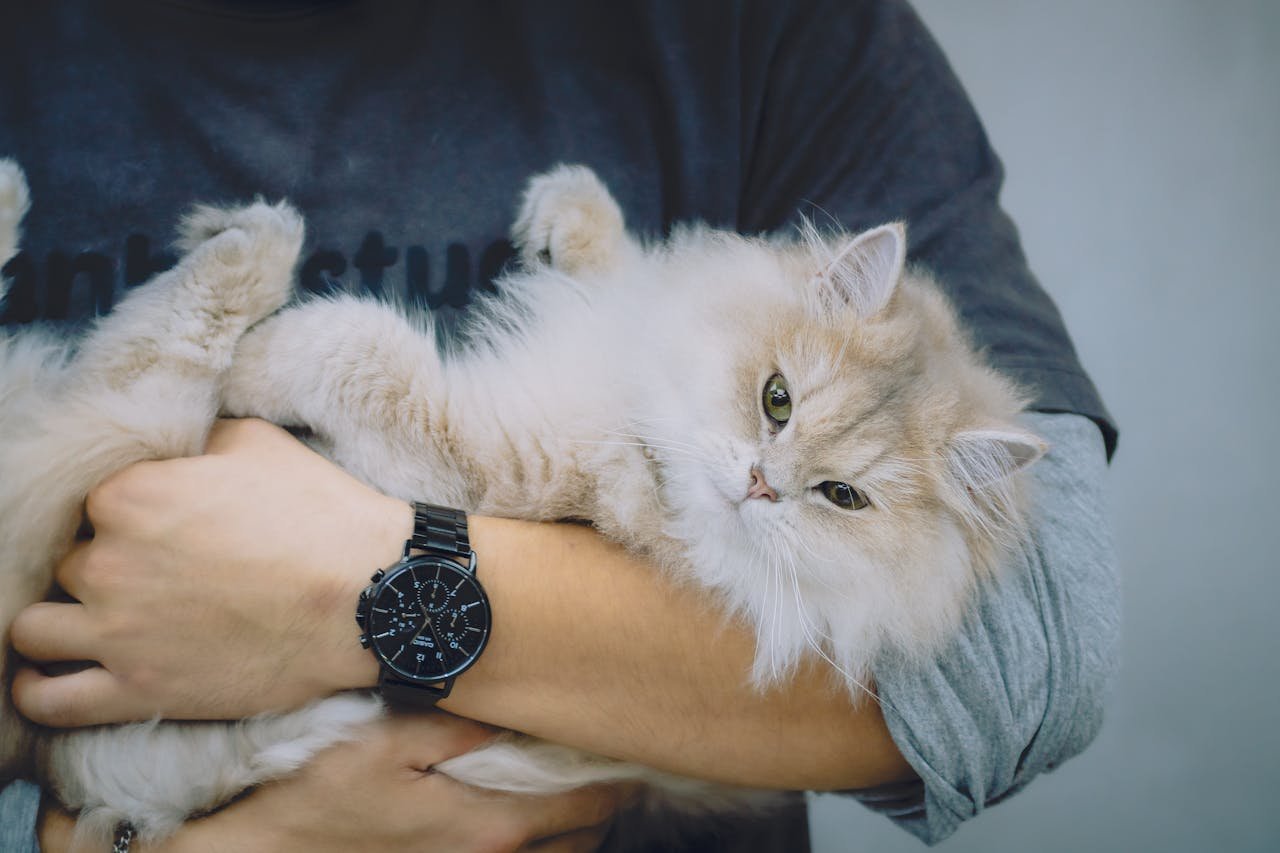 A fluffy Persian cat being gently held by a person in a casual setting.