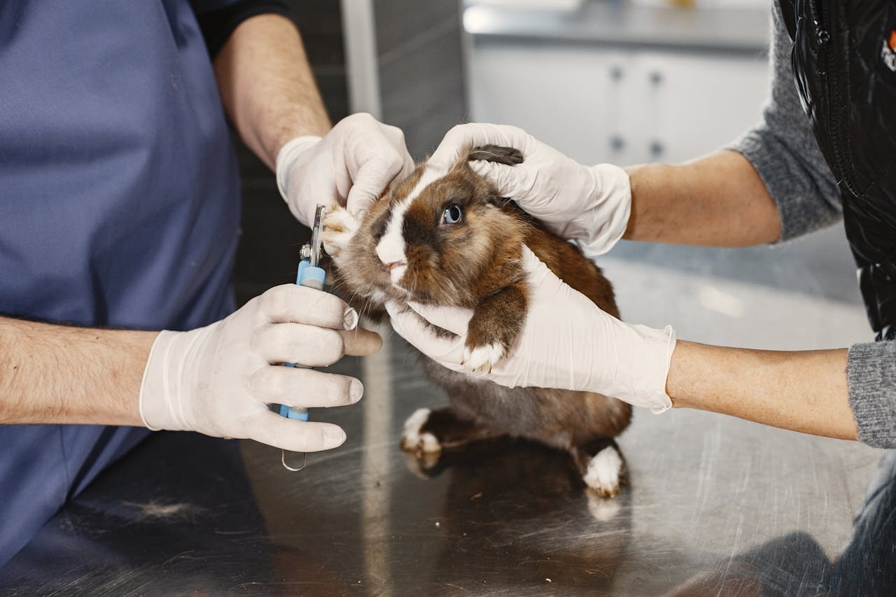 Close-up of pet grooming with guinea pig care at a veterinary clinic.