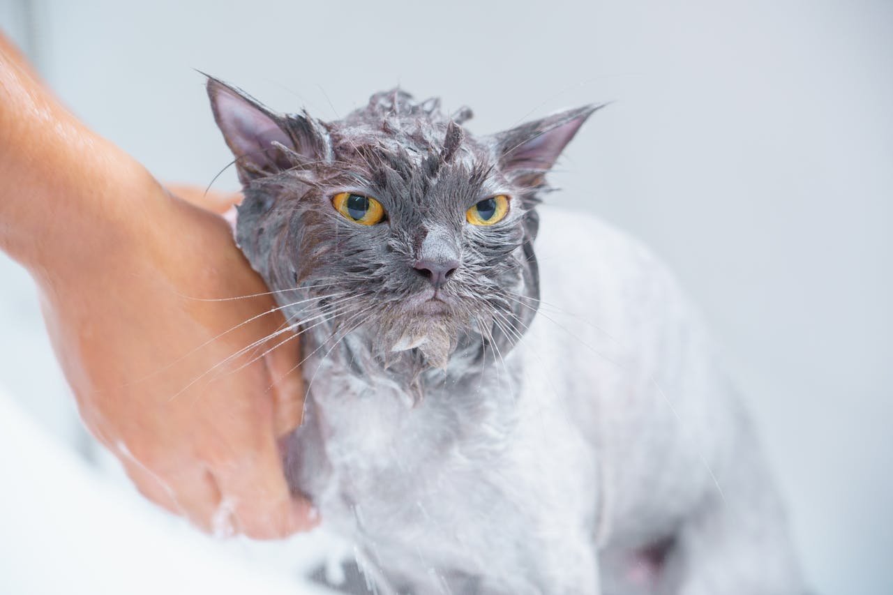 Close-up of a gray cat receiving a bath, highlighting pet care and hygiene.